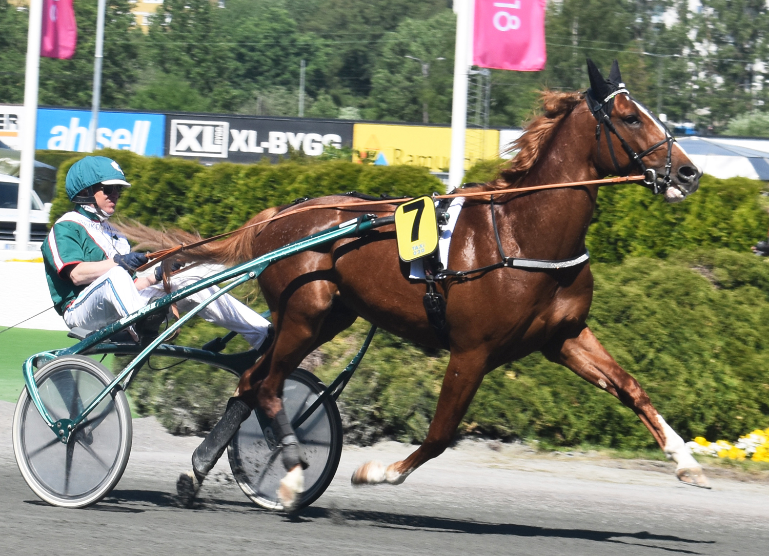 Alone var trea i Svenskt Travderby 2019. Foto; A.Lindblom